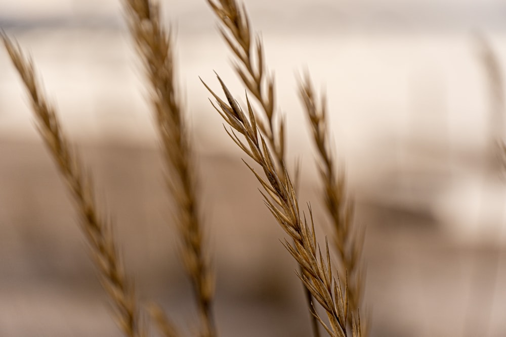 Brauner Weizen in Nahaufnahmen