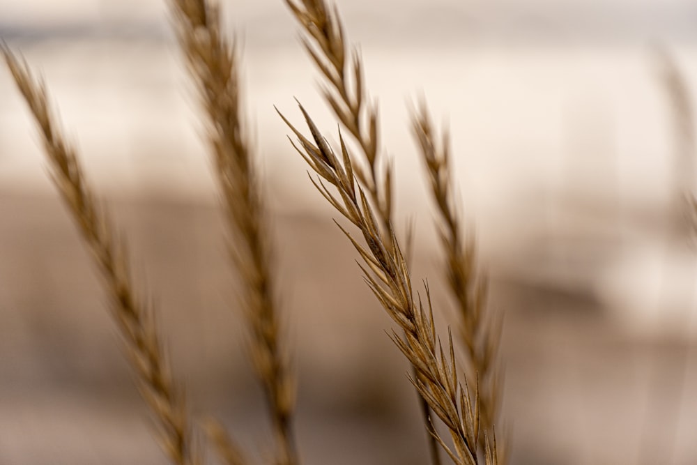 brown wheat in close up photography