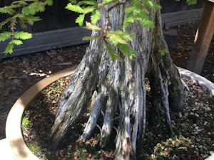 A bonsai tree sits in a pot, showcasing a thick, textured trunk with some branches and delicate green leaves. The surrounding soil is covered with a mix of small stones and moss. Natural daylight enhances the intricate details of the bark and foliage.