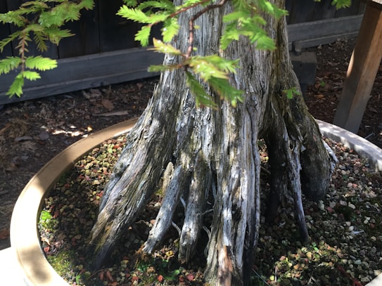 A bonsai tree sits in a pot, showcasing a thick, textured trunk with some branches and delicate green leaves. The surrounding soil is covered with a mix of small stones and moss. Natural daylight enhances the intricate details of the bark and foliage.