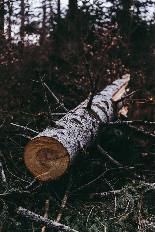 brown and gray tree log in Vendlincourt Switzerland