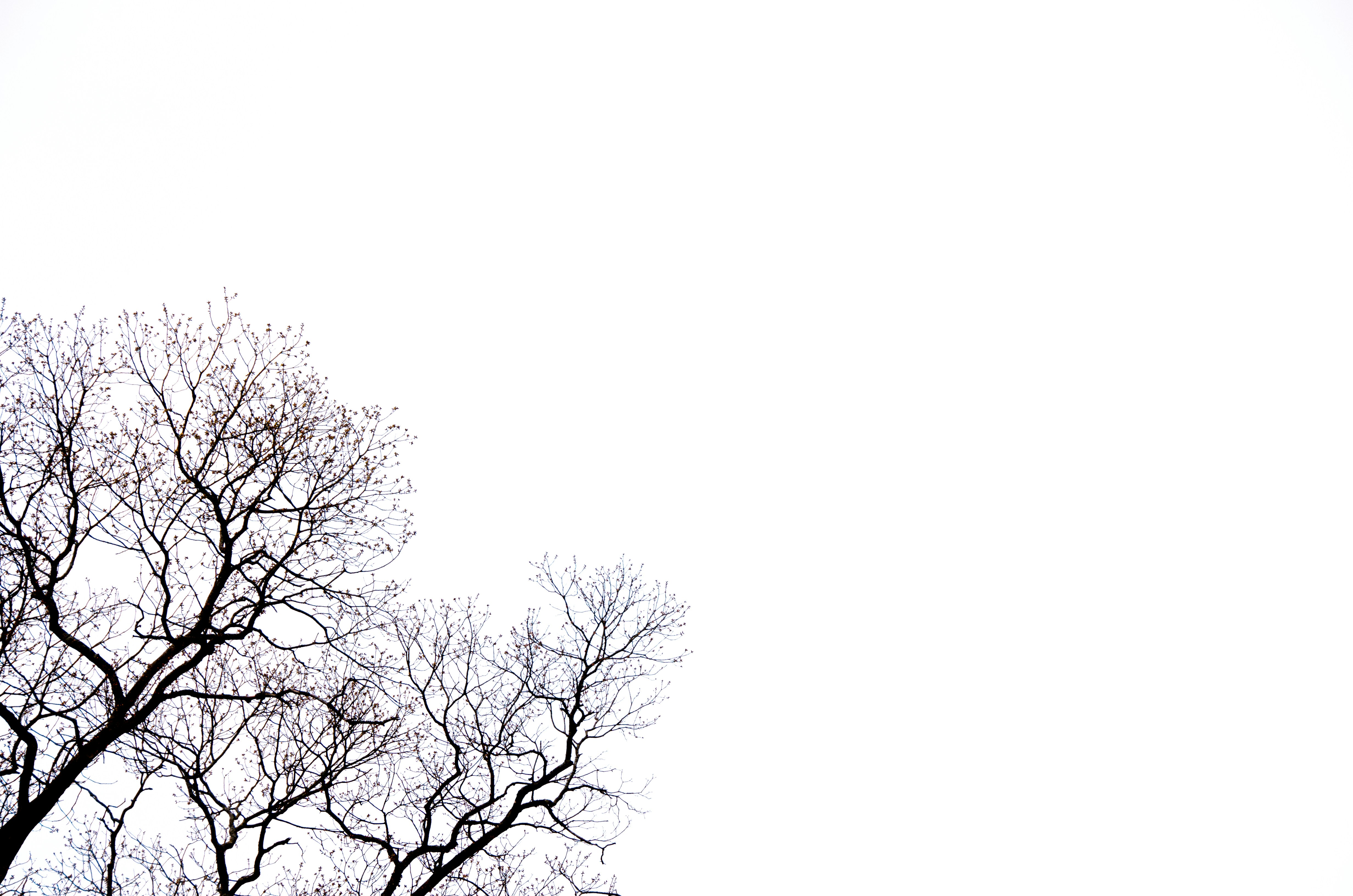 Photo by littlemenroaring