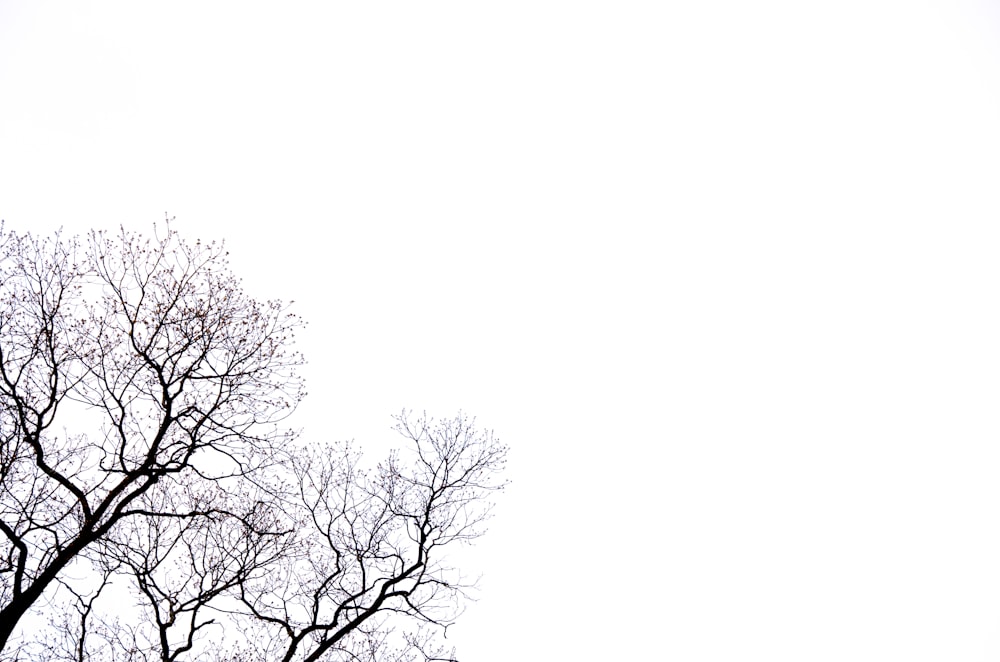 Blattloser Baum mit schwarzem Hintergrund