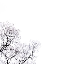 leafless tree with black background