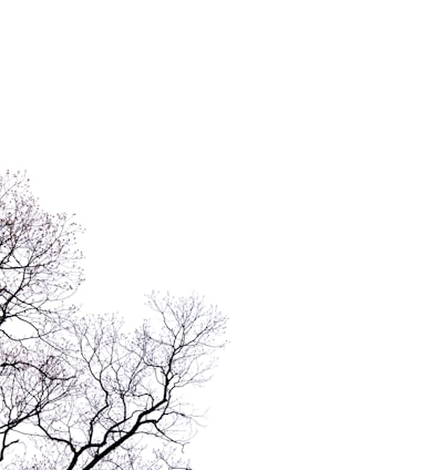 leafless tree with black background