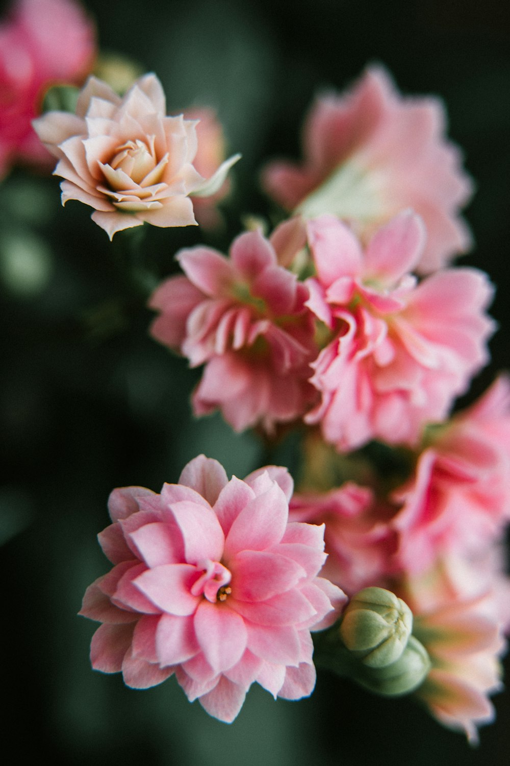 pink and white flower in macro shot