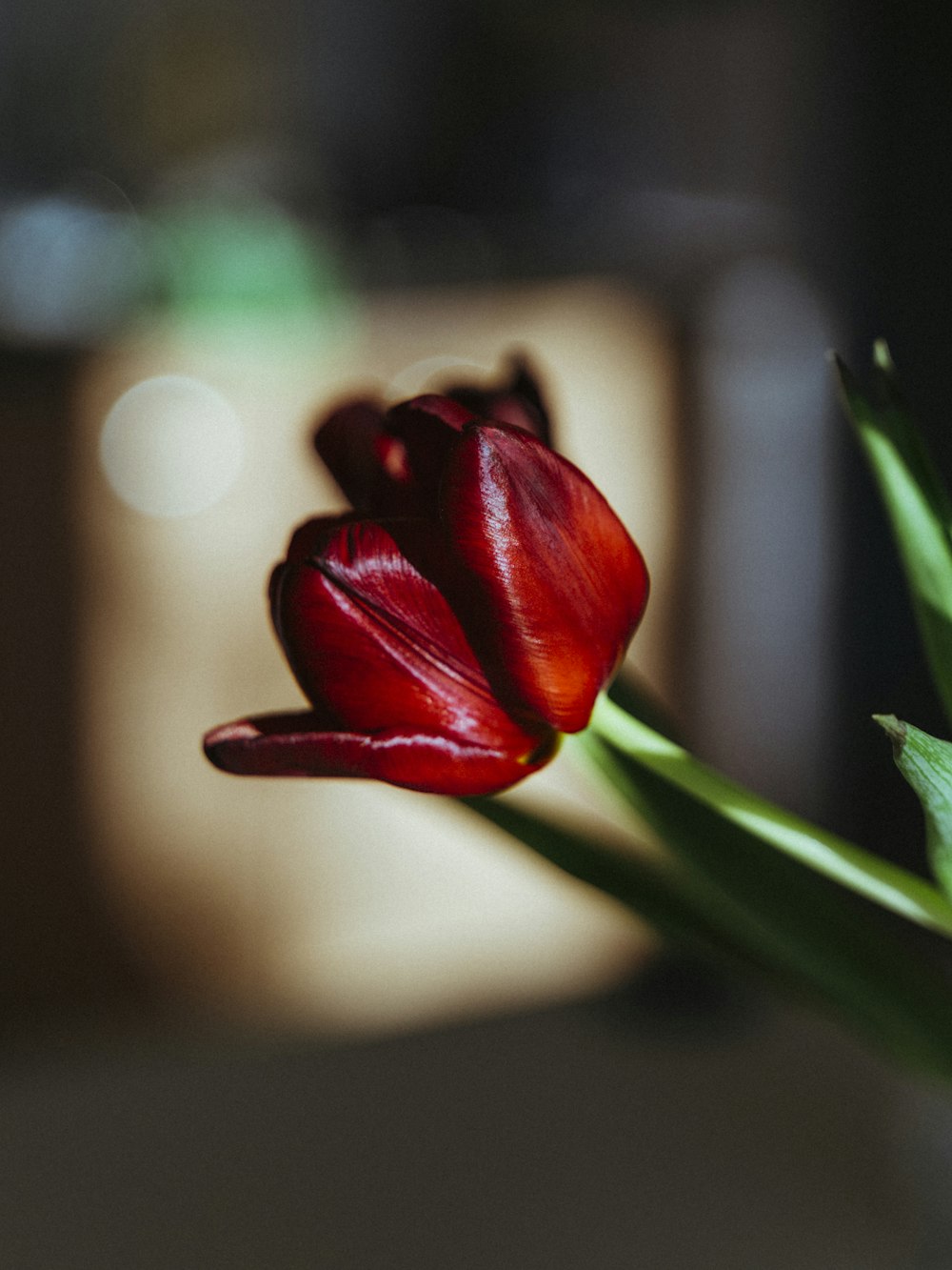 咲く赤いチューリップ、クローズアップ写真