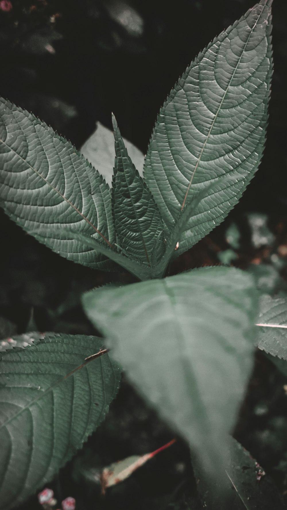 green leaf plant in close up photography