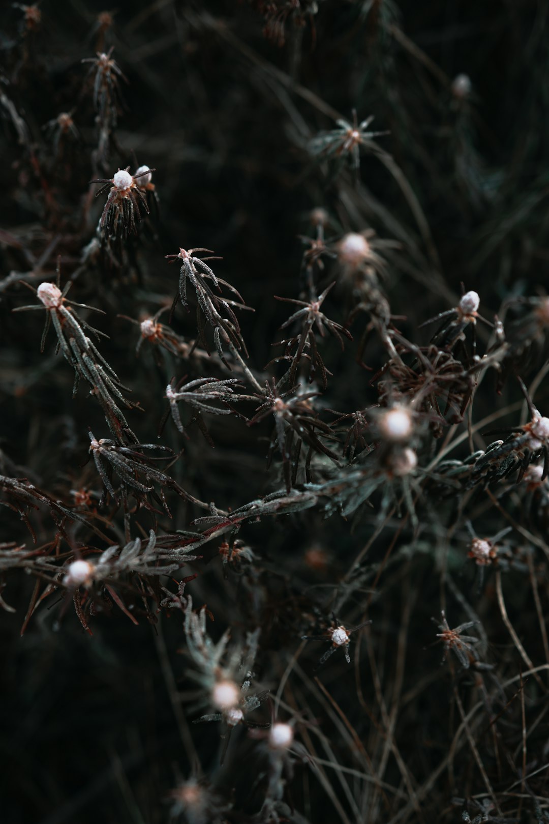 brown and white plant during daytime