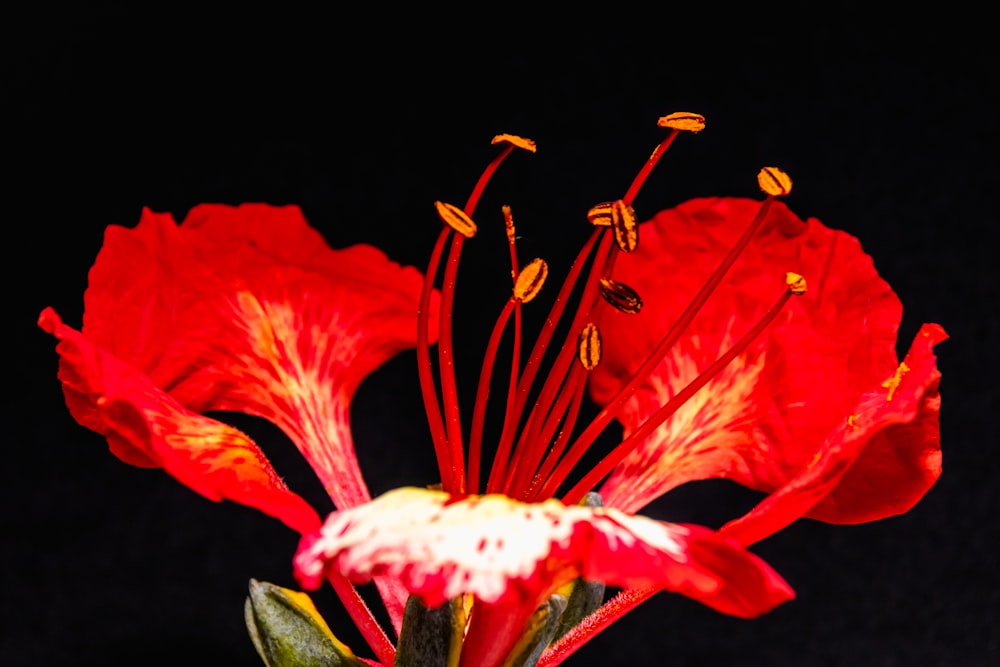 red and white flower in black background