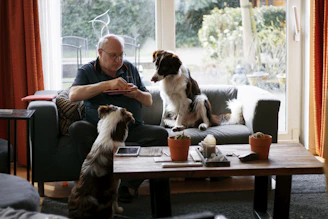 woman in blue shirt sitting on white sofa beside brown and white long coated small dog