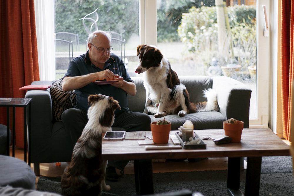 woman in blue shirt sitting on white sofa beside brown and white long coated small dog