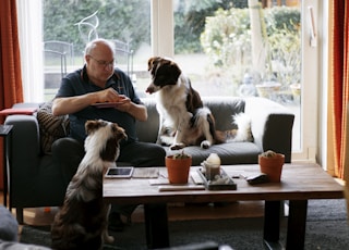 woman in blue shirt sitting on white sofa beside brown and white long coated small dog