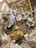 An ornate and detailed relief sculpture featuring a richly decorated scene with angelic figures and a regal bust. The sculpture displays intricate gold embellishments, marble textures, and religious or noble iconography. Two cherubic figures are positioned on either side, with one playing a trumpet. A central golden bust of a man in armor is prominent among the lavish backdrop.