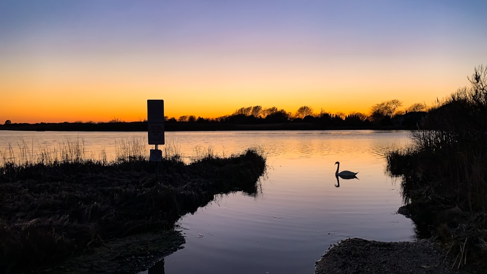 silhouette of swan on lake during sunset