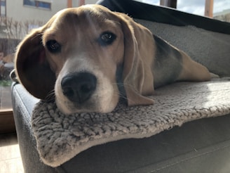 A beagle dog is lying on a soft, grey dog bed next to a window. Sunlight is streaming in, casting a slight shadow on the dog, which looks relaxed and content. Its head is resting on the edge of the bed, and it has a calm expression.