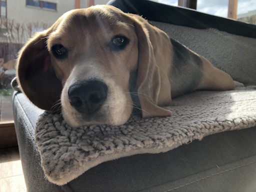 A beagle dog is lying on a soft, grey dog bed next to a window. Sunlight is streaming in, casting a slight shadow on the dog, which looks relaxed and content. Its head is resting on the edge of the bed, and it has a calm expression.