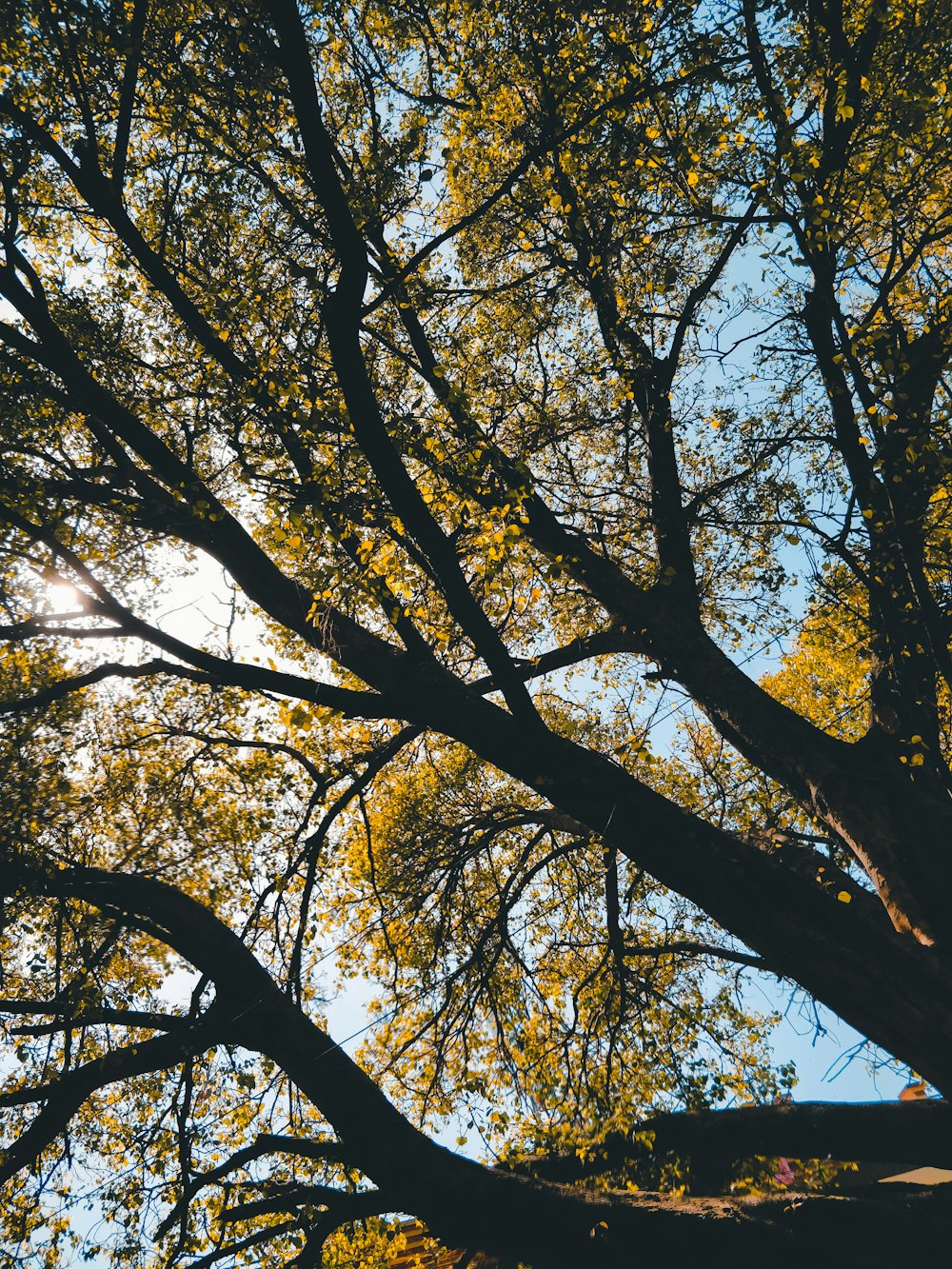 brown tree with yellow leaves during daytime