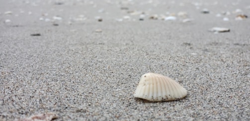 Close-up of a delicate scallop shell resting on soft sand with a handwritten label beside it.