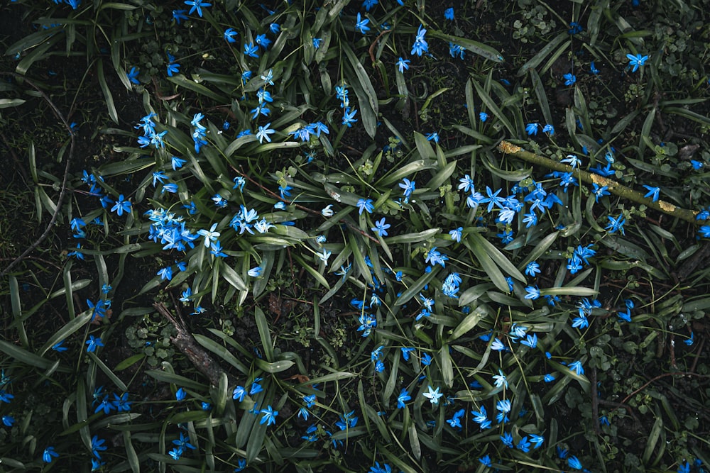 파란색과 흰색 꽃잎