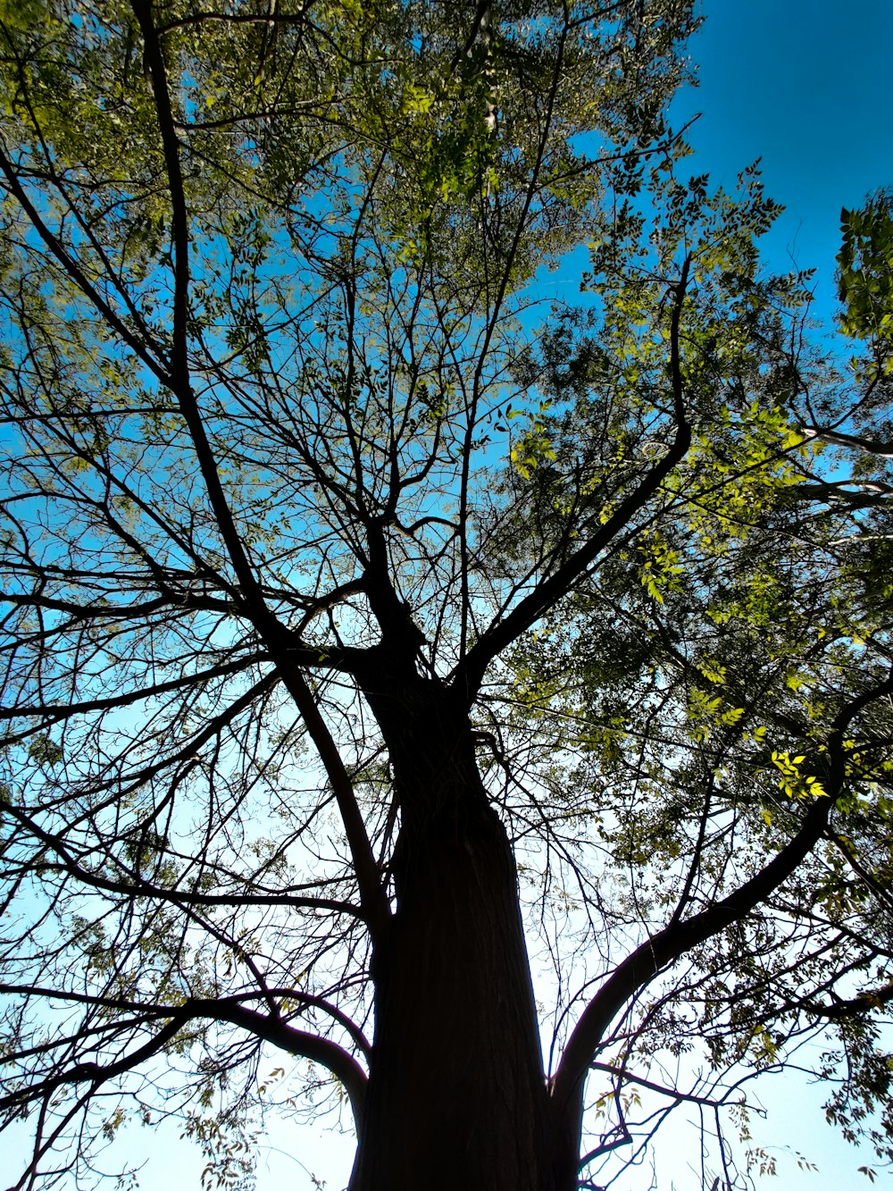 green tree under blue sky during daytime