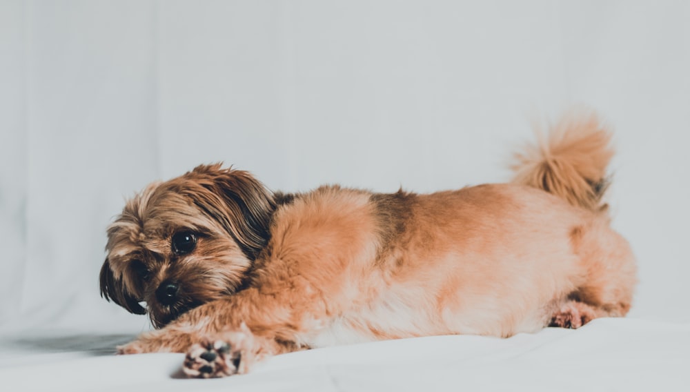 brown and white long coated small dog lying on white textile