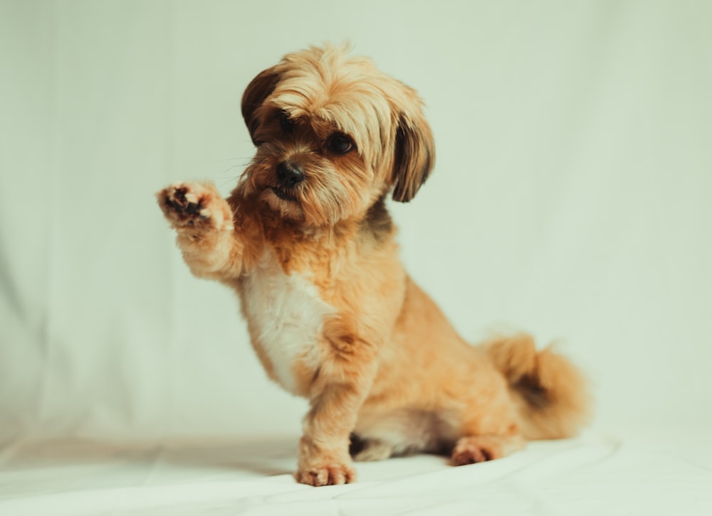 brown and white shih tzu puppy