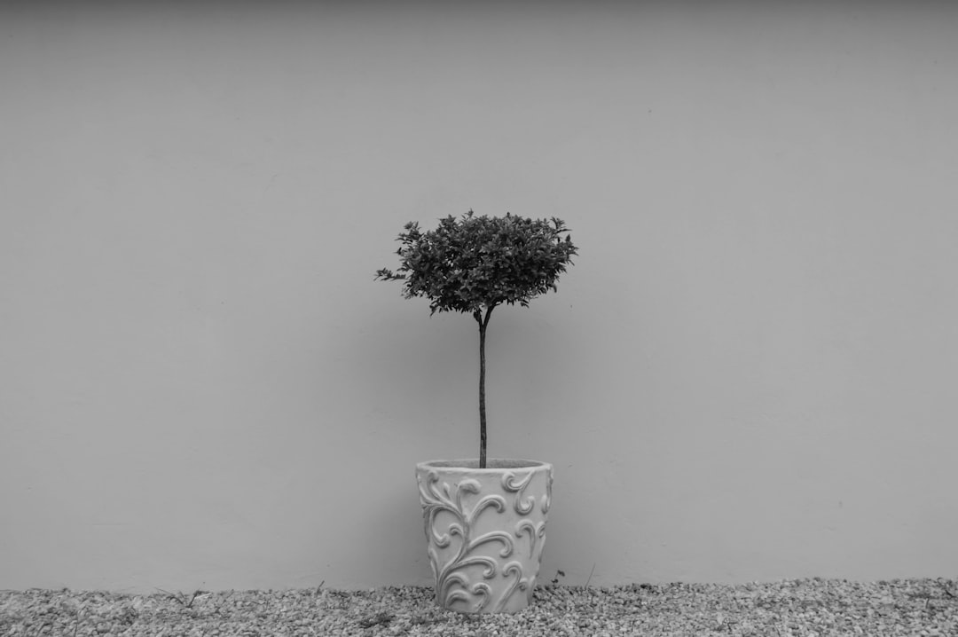 grayscale photo of plant in white and black floral pot