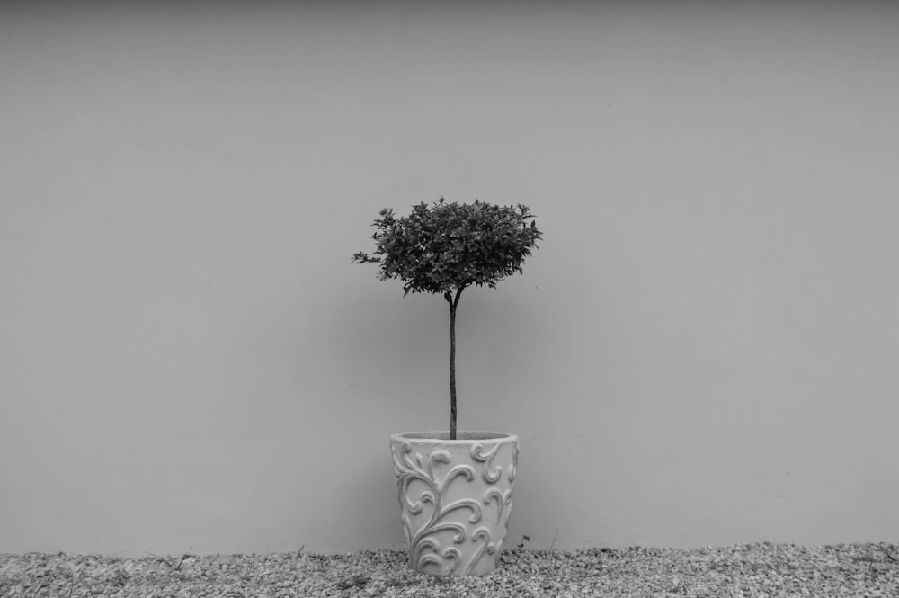 grayscale photo of plant in white and black floral pot
