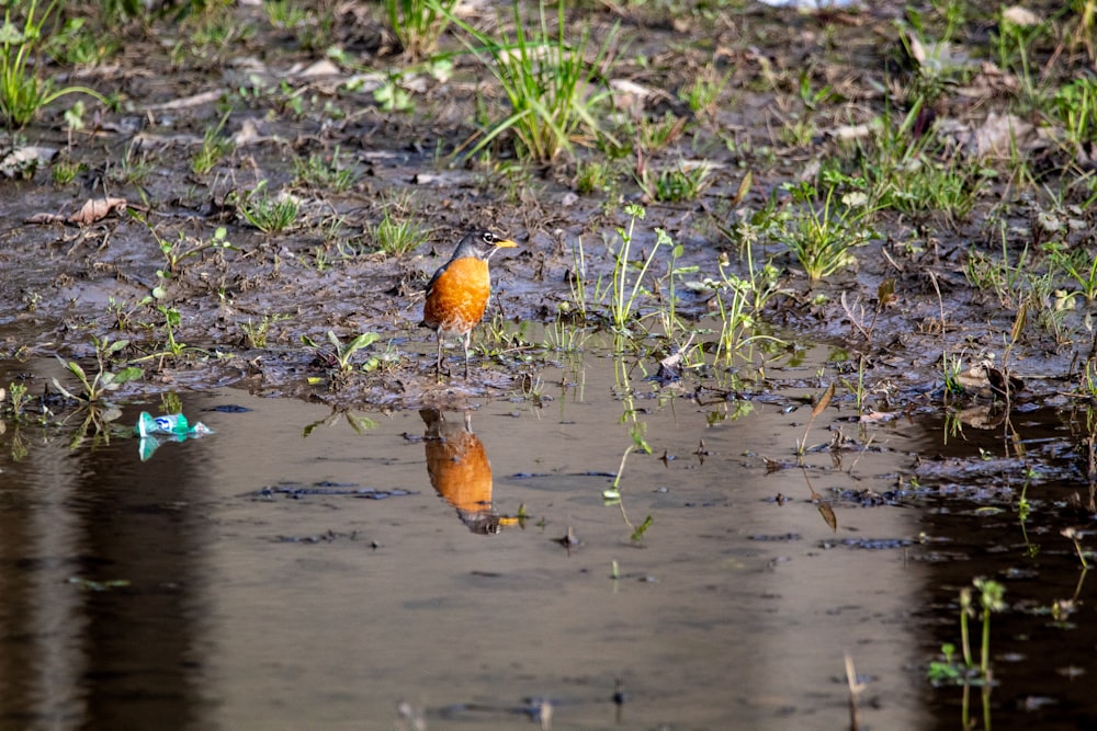 brown bird on green grass