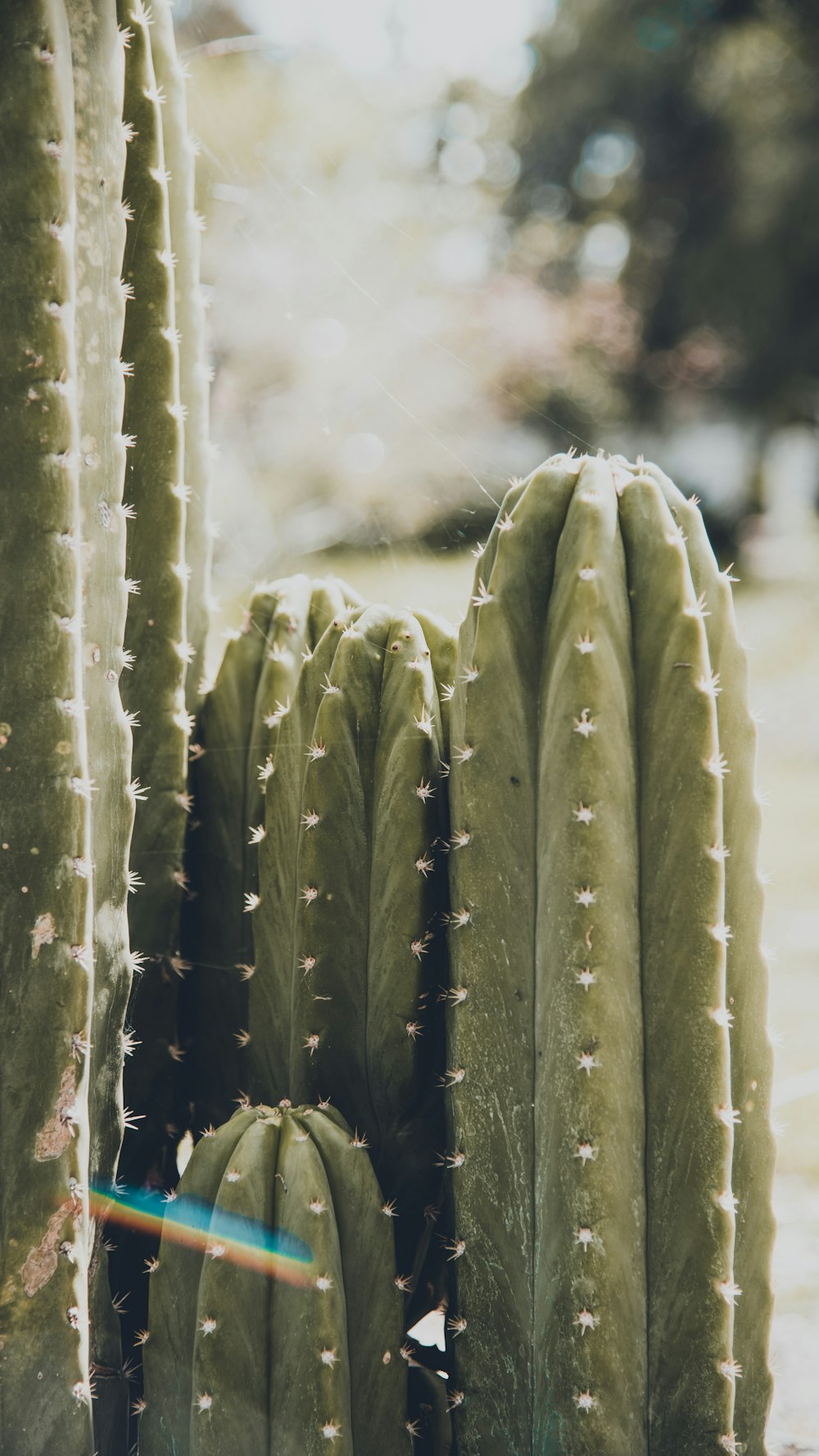 green cactus in close up photography