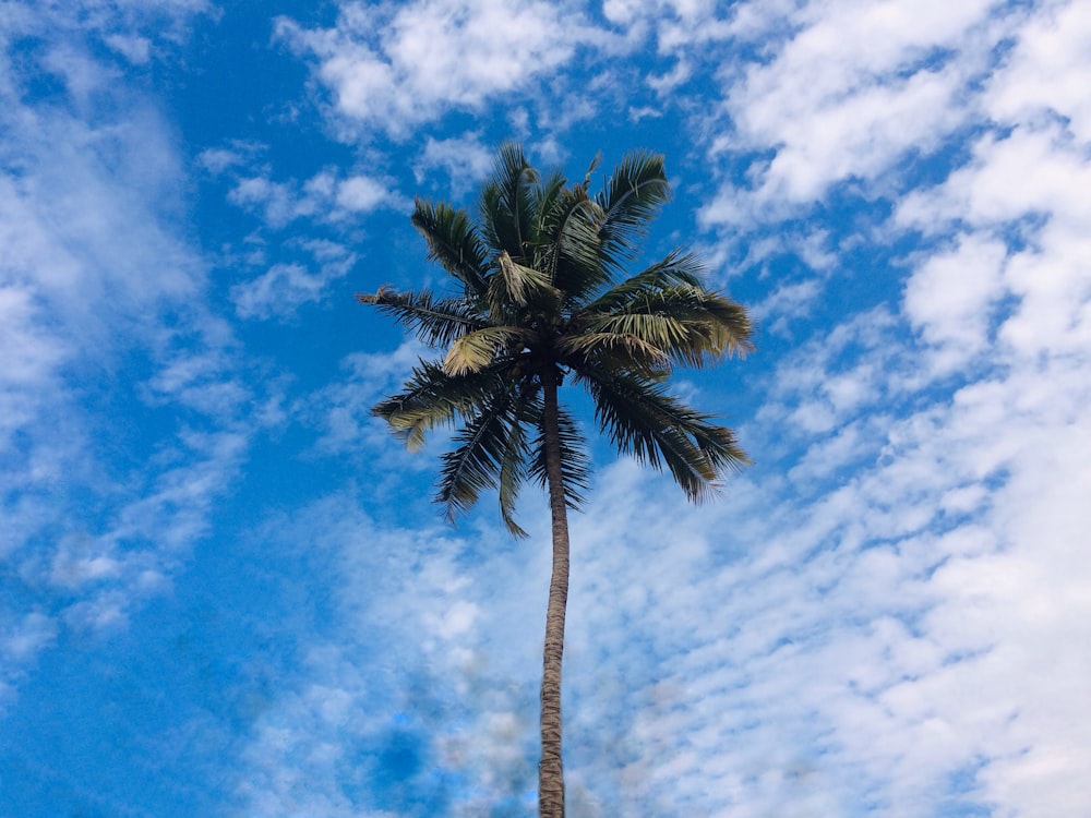 green palm tree under blue sky and white clouds during daytime