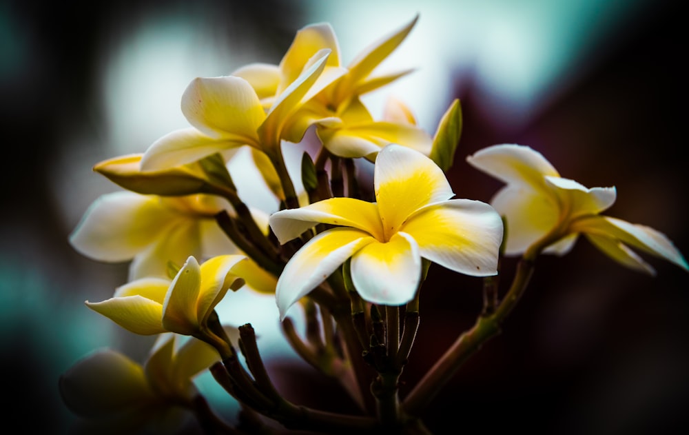 클로즈업 사진의 노란색과 흰색 꽃