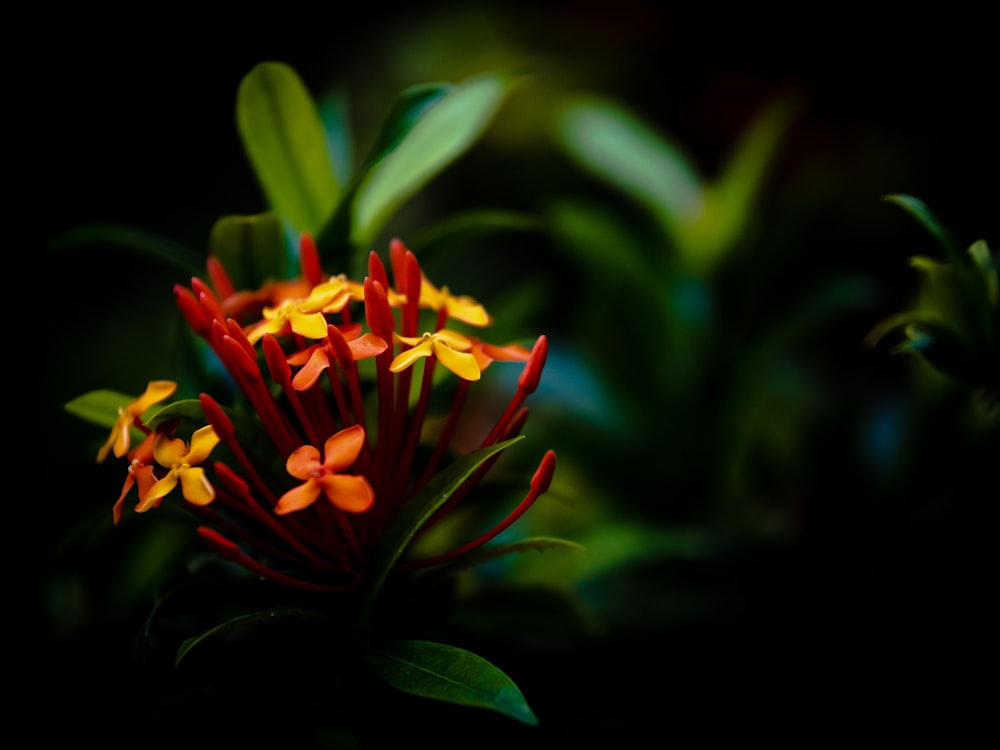 yellow and red flower in tilt shift lens