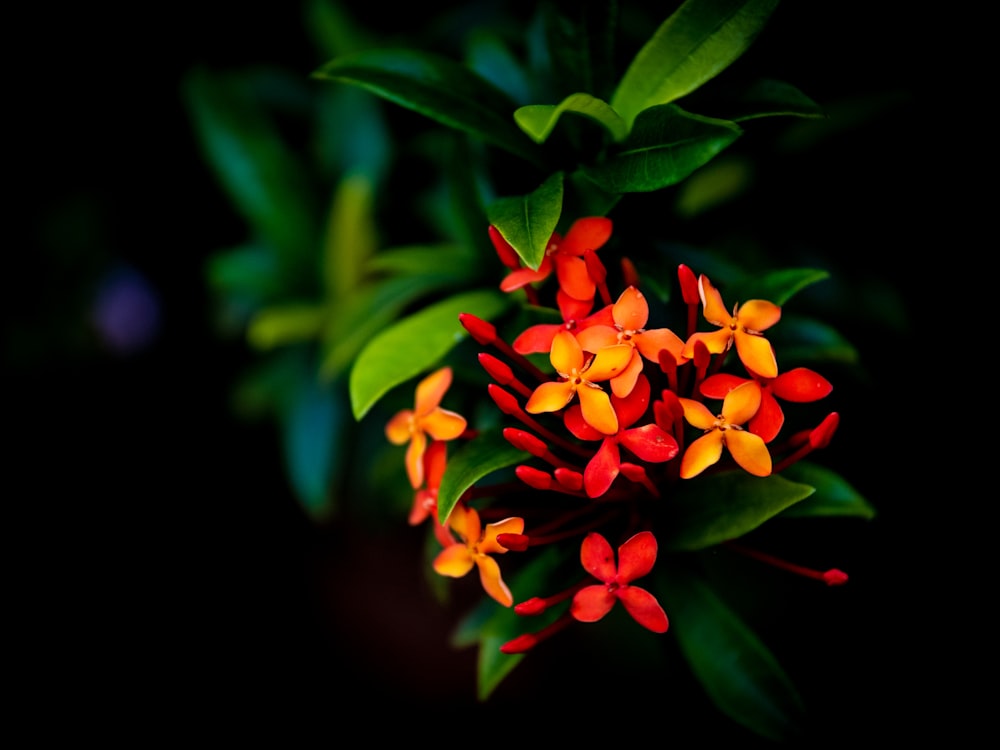 rote und gelbe Blume in Nahaufnahmen