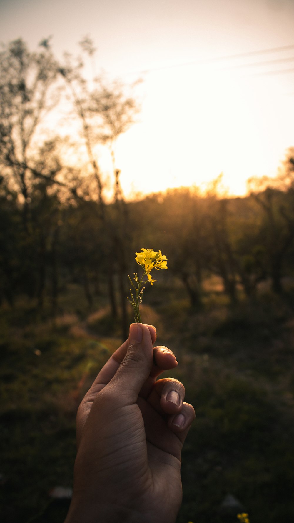 person holding yellow flower during daytime