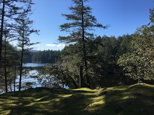 green trees near lake under blue sky during daytime in Thetis Lake Regional Park Canada