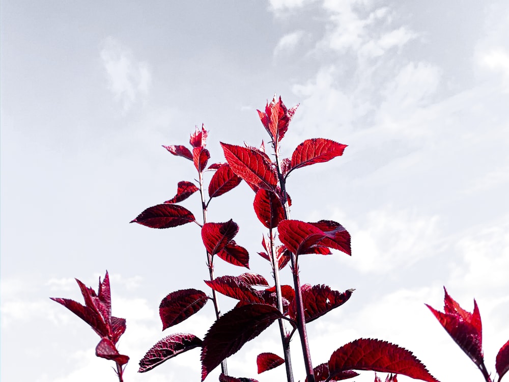 red leaves under cloudy sky during daytime