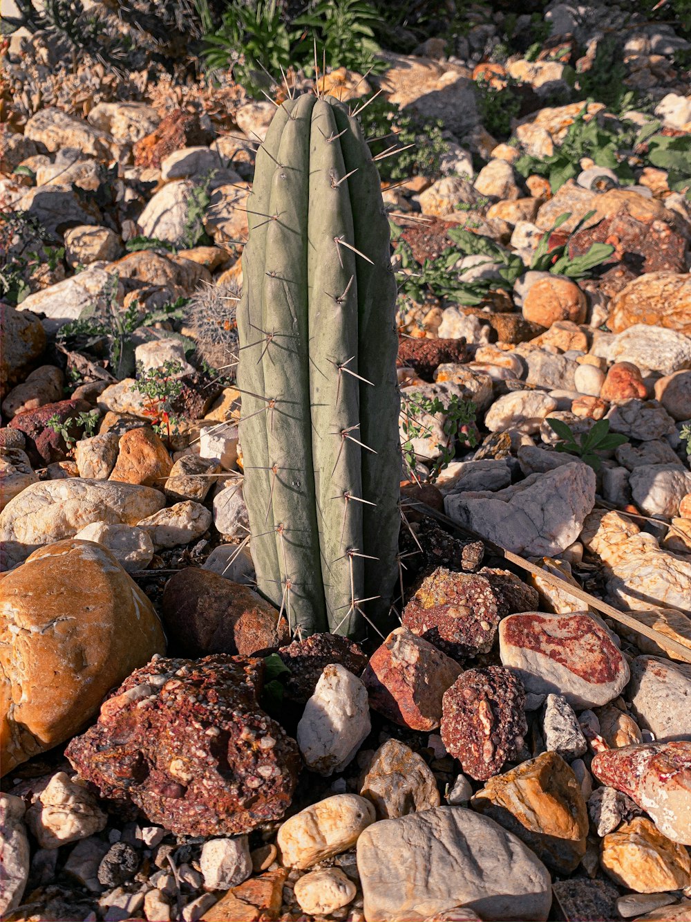 green cactus on brown and gray rocks