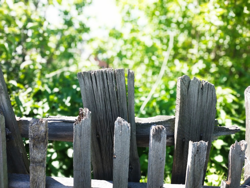 brown wooden fence near green tree during daytime