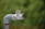 A metal pipe with a valve is positioned in the foreground against a blurred green background. The pipe appears to be weathered, with visible rust and worn threads. A piece of cloth or twine is wrapped around the joint, possibly for sealing or support.