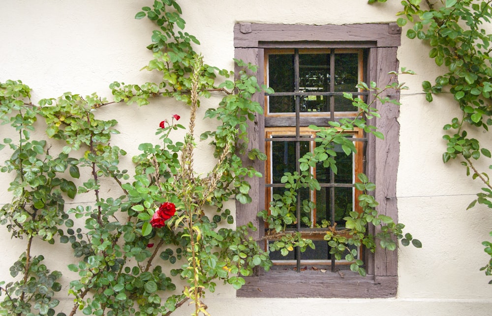 flores rojas en una ventana de madera marrón