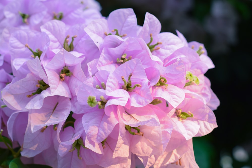 pink and white flowers in tilt shift lens