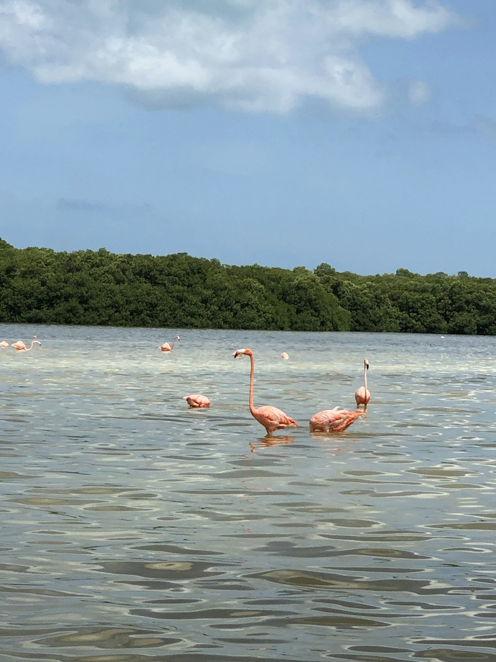 cinco flamingos na água durante o dia