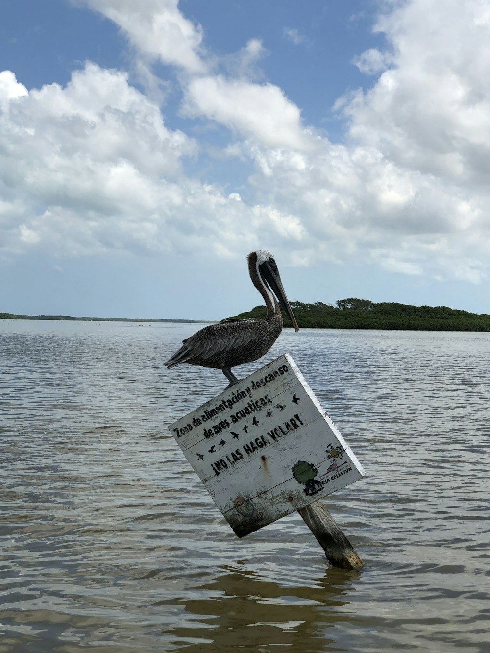 pelican on body of water during daytime