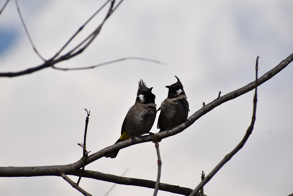 brown and black bird on brown tree branch