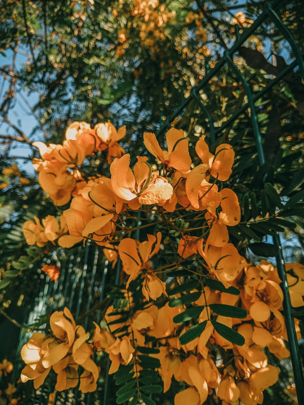 flores amarillas con hojas verdes durante el día