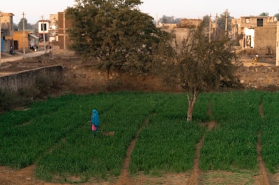 A rural landscape featuring a lush green field with a person dressed in blue and pink walking along the rows, accompanied by an animal. Trees and a few scattered buildings are visible in the background, set against a clear sky.