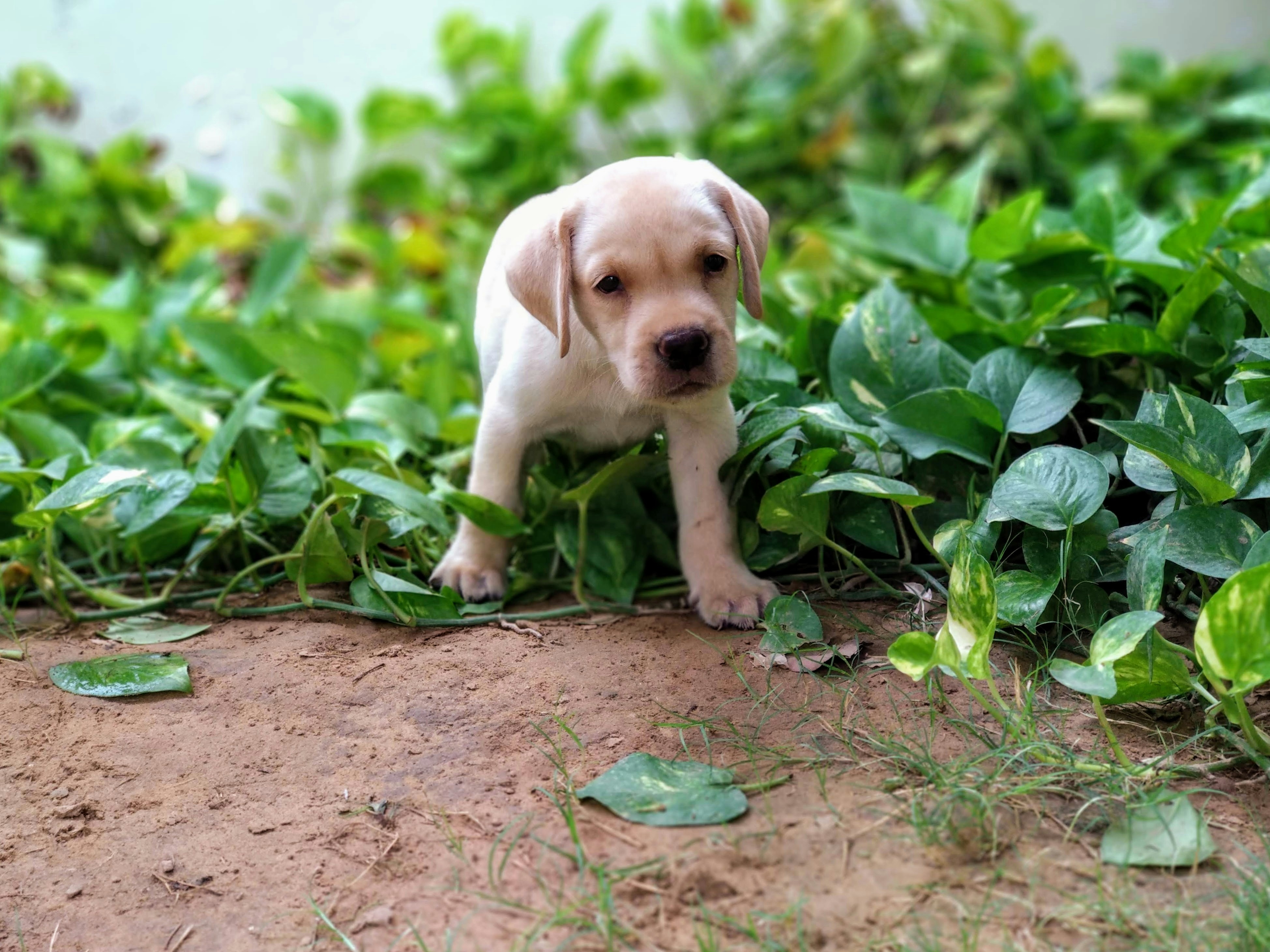 Understanding the Dig-and-Listen Behavior