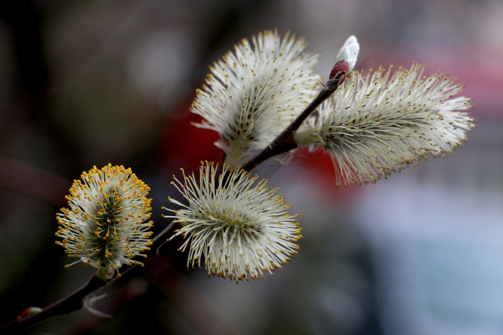 white and brown plant in close up photography